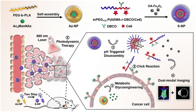 image file: d5tb02193f-f16.tif