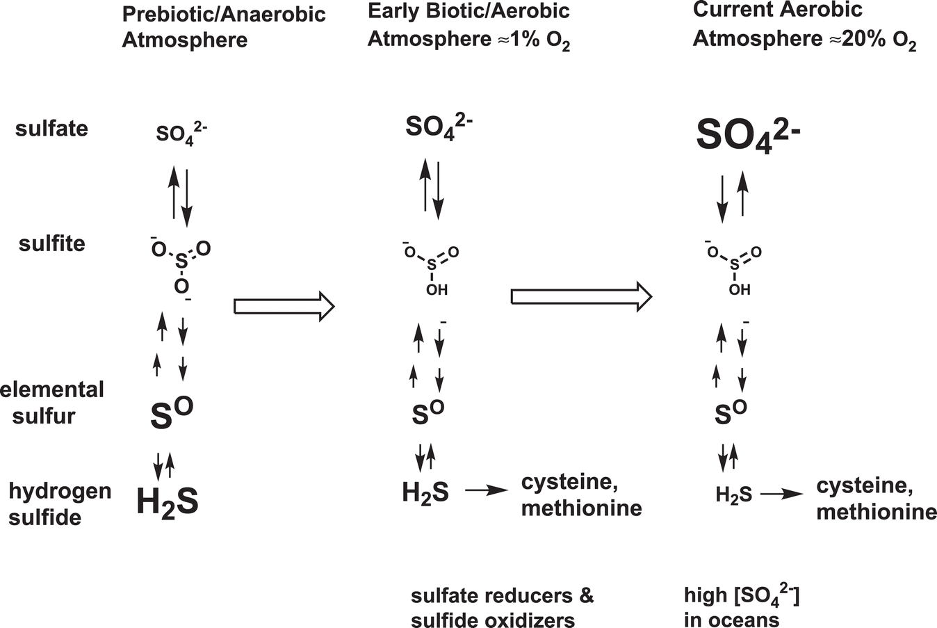 Chapter 1 Introduction To Sulfur Chemical Biology Rsc Publishing Doi 10 1039 9781839161841 00005