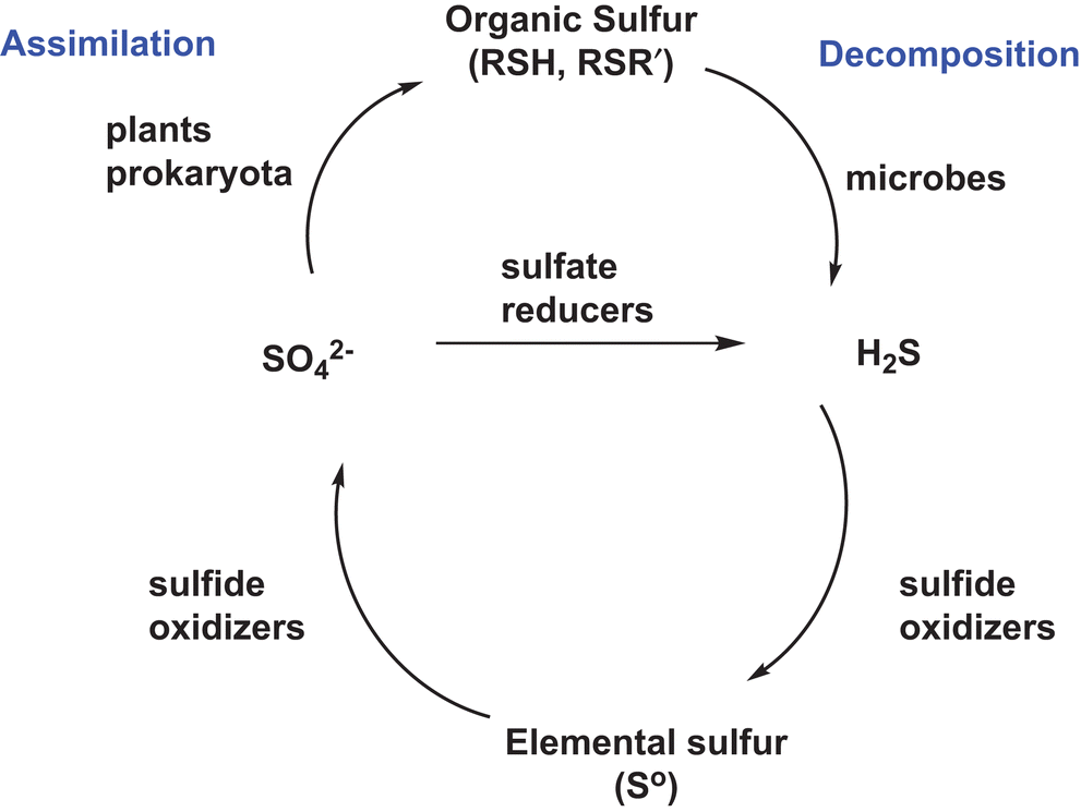 Chapter 1 Introduction To Sulfur Chemical Biology Rsc Publishing Doi 10 1039