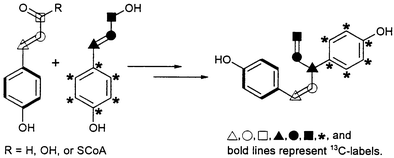 Graphical abstract: Norlignan biosynthesis in Asparagus officinalis L.: the norlignan originates from two non-identical phenylpropane units