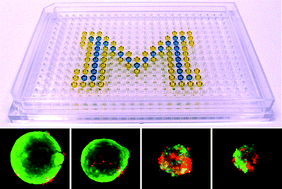 Graphical abstract: High-throughput 3D spheroid culture and drug testing using a 384 hanging drop array