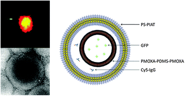 Graphical abstract: Multicompartmentalized polymersomes for selective encapsulation of biomacromolecules