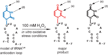 Graphical abstract: The 2-thiouridine unit in the RNA strand is desulfured predominantly to 4-pyrimidinone nucleoside under in vitro oxidative stress conditions