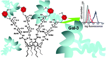 Graphical abstract: Combining carbohydrate substitutions at bioinspired positions with multivalent presentation towards optimising lectin inhibitors: case study with calixarenes