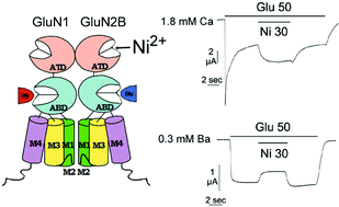 Graphical abstract: The influence of calcium ions on nickel modulation of NMDA receptor currents