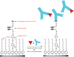 Graphical abstract: Development of an electrochemical immunosensor for the detection of HbA1c in serum