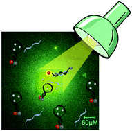 Graphical abstract: Light-activatable molecular beacons with a caged loop sequence