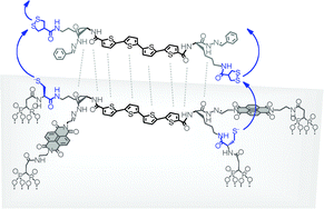 Graphical abstract: Directional stack exchange along oriented oligothiophene stacks