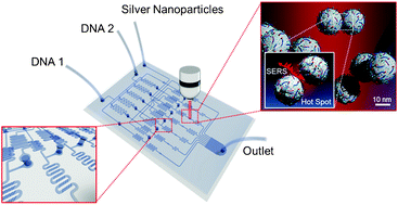 Graphical abstract: Simultaneous detection of duplex DNA oligonucleotides using a SERS-based micro-network gradient chip