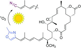 Graphical abstract: Photochemical oxazole–nitrile conversion downstream of rhizoxin biosynthesis and its impact on antimitotic activity