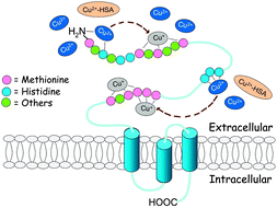 Graphical abstract: Kinetics and thermodynamics of metal binding to the N-terminus of a human copper transporter, hCTR1