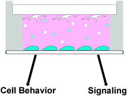 Graphical abstract: A simplified culture system to examine soluble factor interactions between mammalian cells