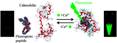 Graphical abstract: A fluorogenic peptide probe developed by in vitro selection using tRNA carrying a fluorogenic amino acid