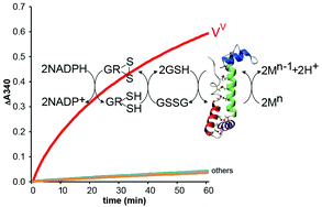 Graphical abstract: Metal ion selectivity of the vanadium(v)-reductase Vanabin2