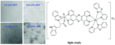 Graphical abstract: Preliminary anti-cancer photodynamic therapeutic in vitro studies with mixed-metal binuclear ruthenium(ii)–vanadium(iv) complexes