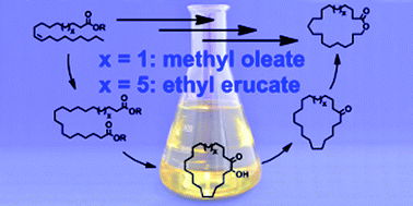 Graphical abstract: Large-ring lactones from plant oils