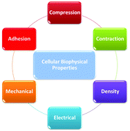 Graphical abstract: Recent advances in microfluidic techniques for single-cell biophysical characterization