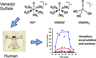 Graphical abstract: Coordination chemistry may explain pharmacokinetics and clinical response of vanadyl sulfate in type 2 diabetic patients