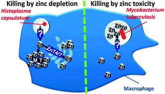 Graphical abstract: Multiple impacts of zinc on immune function