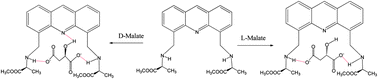 Graphical abstract: Acridine-based enantioselective fluorescent sensors for the malate anion in water