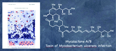 Graphical abstract: History, biology and chemistry of Mycobacterium ulcerans infections (Buruli ulcer disease)