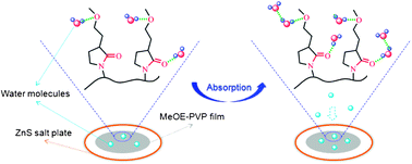 Graphical abstract: Hydration capabilities and structures of carbonyl and ether groups in poly(3-(2-methoxyethyl)-N-vinyl-2-pyrrolidone) film