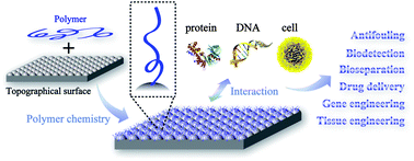 Graphical abstract: Combining surface topography with polymer chemistry: exploring new interfacial biological phenomena