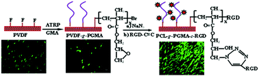 Graphical abstract: PVDF film tethered with RGD-click-poly(glycidyl methacrylate) brushes by combination of direct surface-initiated ATRP and click chemistry for improved cytocompatibility