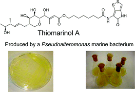 Graphical abstract: Biosynthesis of thiomarinol A and related metabolites of Pseudoalteromonas sp. SANK 73390