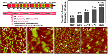 Graphical abstract: Comparison of four synthetic model peptides to understand the role of modular motifs in the self-assembly of silk fibroin