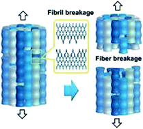 Graphical abstract: What makes spider silk fibers so strong? From molecular-crystallite network to hierarchical network structures