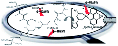 Graphical abstract: Engineering highly efficient Eu(iii)-based tri-ureasil hybrids toward luminescent solar concentrators