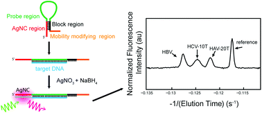 Graphical abstract: Fluorescent silver nanocluster DNA probes for multiplexed detection using microfluidic capillary electrophoresis