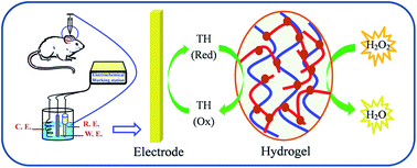 Graphical abstract: A durable non-enzymatic electrochemical sensor for monitoring H2O2 in rat brain microdialysates based on one-step fabrication of hydrogels