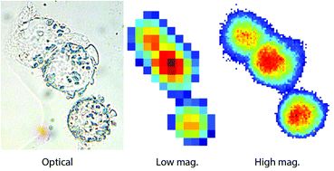 Graphical abstract: Enhanced FTIR bench-top imaging of single biological cells