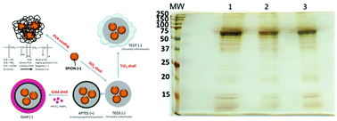 Graphical abstract: Significance of surface charge and shell material of superparamagnetic iron oxide nanoparticle (SPION) based core/shell nanoparticles on the composition of the protein corona