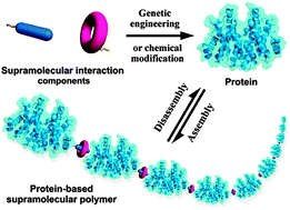 Graphical abstract: Protein-based supramolecular polymers: progress and prospect
