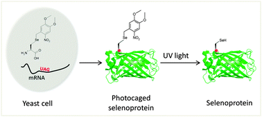 Graphical abstract: Biosynthetic selenoproteins with genetically-encoded photocaged selenocysteines