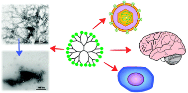Graphical abstract: Dendritic glycopolymers based on dendritic polyamine scaffolds: view on their synthetic approaches, characteristics and potential for biomedical applications