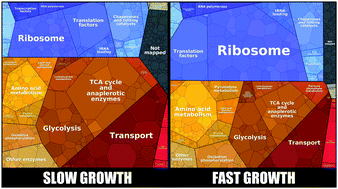 Graphical abstract: Proteome reallocation in Escherichia coli with increasing specific growth rate