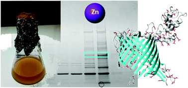 Graphical abstract: Identification of major zinc-binding proteins from a marine cyanobacterium: insight into metal uptake in oligotrophic environments