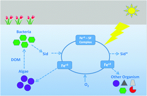 Graphical abstract: Evaluation of photo-reactive siderophore producing bacteria before, during and after a bloom of the dinoflagellate Lingulodinium polyedrum