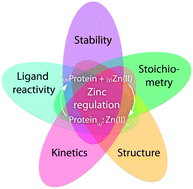 Graphical abstract: Relationship between the architecture of zinc coordination and zinc binding affinity in proteins – insights into zinc regulation