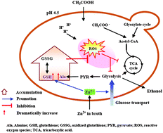 Graphical abstract: The impact of zinc sulfate addition on the dynamic metabolic profiling of Saccharomyces cerevisiae subjected to long term acetic acid stress treatment and identification of key metabolites involved in the antioxidant effect of zinc