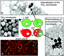 Graphical abstract: Combined cytotoxic effect of UV-irradiation and TiO2 microbeads in normal urothelial cells, low-grade and high-grade urothelial cancer cells
