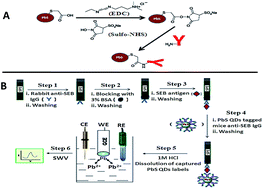 Graphical abstract: Sensitive detection of staphylococcal enterotoxin B (SEB) using quantum dots by various methods with special emphasis on an electrochemical immunoassay approach