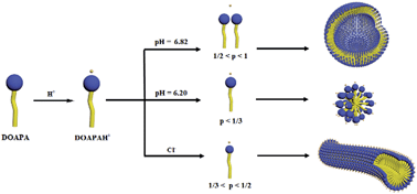 Graphical abstract: Unusual pH-responsive fluid based on a simple tertiary amine surfactant: the formation of vesicles and wormlike micelles