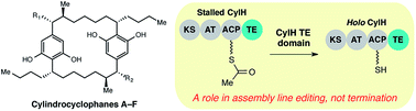 Graphical abstract: Assembly line termination in cylindrocyclophane biosynthesis: discovery of an editing type II thioesterase domain in a type I polyketide synthase