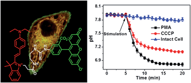 Graphical abstract: Ratiometric detection of pH fluctuation in mitochondria with a new fluorescein/cyanine hybrid sensor