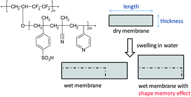 Graphical abstract: Shape memory effect in radiation grafted ion exchange membranes